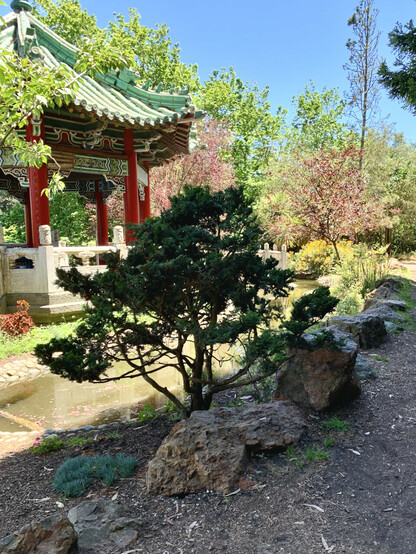 A photo of the Chinese Pavilion on Strawberry Hill at Stow Lake in Golden Gate Park. The Pavilion is surrounded by a small moat. A white fence is topped by red columns holding up a jade green tile roof. Bright green trees surround the structure. In the foreground is a small shrub next to a border of medium sized rocks.