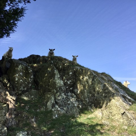 Four sheep looking over a ridge with lots of blue sky in the background. 