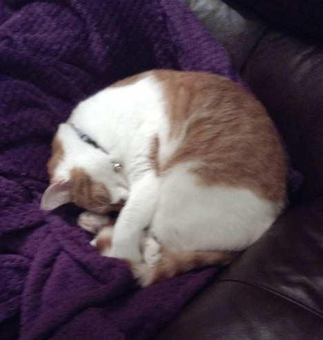 Fluffington the cat, in a rare moment of calm, a sleepy kidney bean on a purple blanket