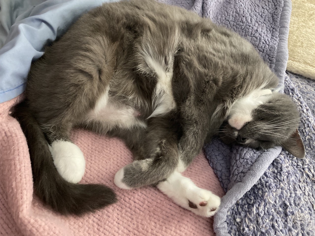 Fluffy gray and white cat sleeping on side with chin and belly showing 