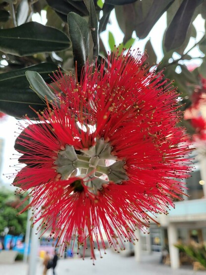 Pictured is a single Pohutukawa flower (bright red) against a blurred urban landscape background.