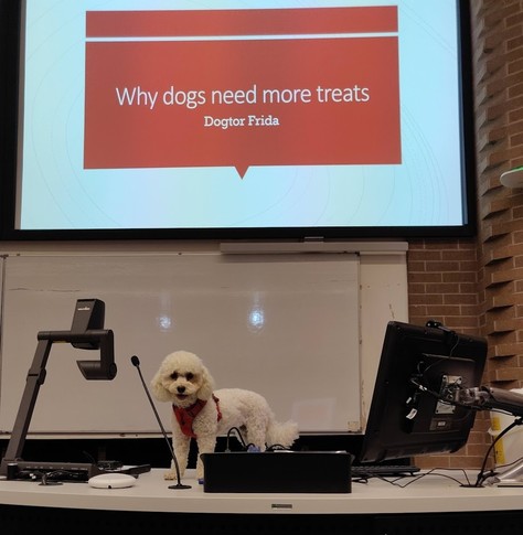 Photo of a white toy poodle on a lectern in front of a powerpoint presentation that says 'why dogs need more treats. By dogtor frida'.