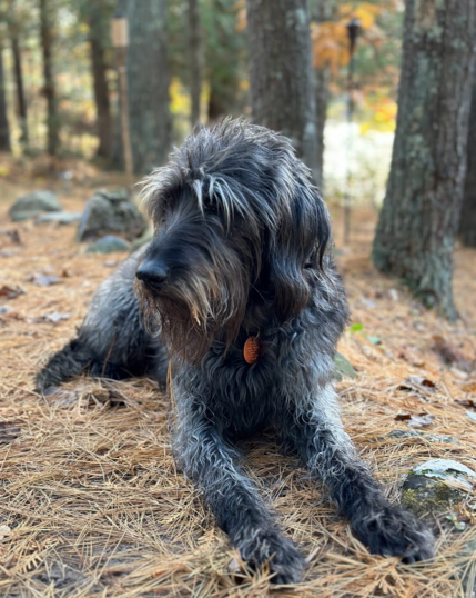 Pepper, a black and grey wire coat labradoodle, lying in the woods on dried pine needles. 
