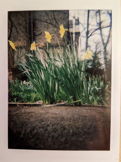 Instant camera photo of two bunches of daffodils growing up through the tarmac of a path.