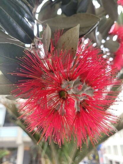 Pictured is a close-up image of a single pohutukawa flower with its distinctive red colour.