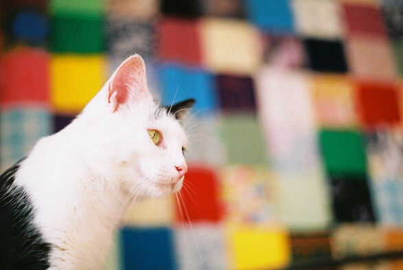 a white & black cat with an out-of-focus colourful patchwork blanket in the background.
