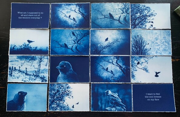 postcard size cyanotype prints of Jackdaws.  A series of photographic prints of Jackdaws - some close up, some taken from afar.  The first & last images are of text - the last words of my father.