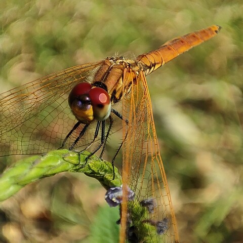 Macromode photo of a dragonfly. 