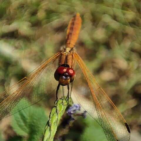 Macromode photo of a dragonfly. 