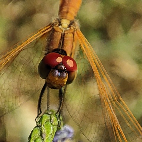 Macromode photo of a dragonfly. 