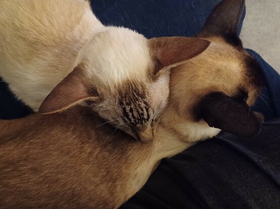 Sleepy cats, Tigger resting his chin on brother Finn