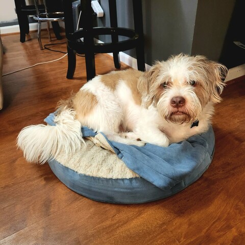 Brown and white dog on blue cushion, looking at the camera