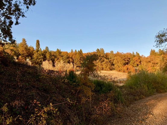 Golden hour forest 
