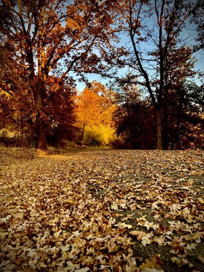 Leafy trail