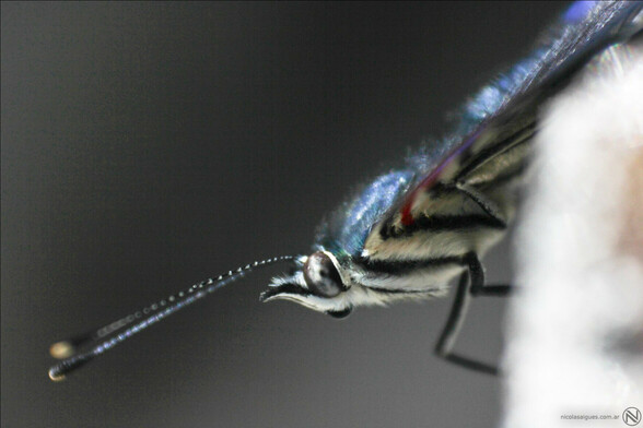 Mariposa (Macro)