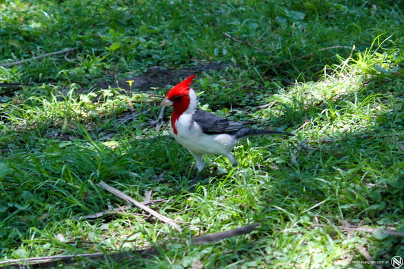 Cardenal