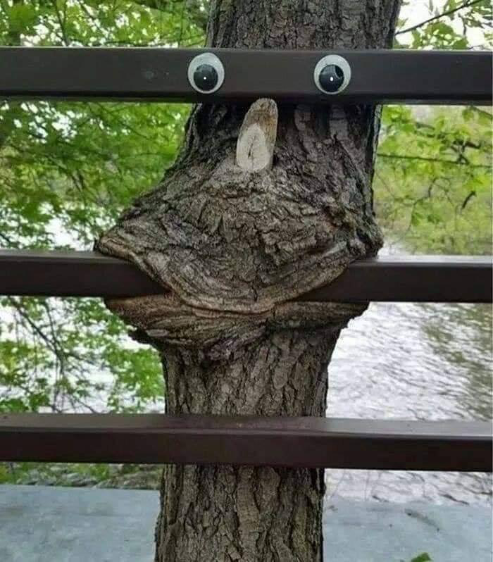 Tree has grown around a horizontal fence bar in a way that makes it look like a mouth. Someone has strategically added google eyes to the next bar up such that it looks like a derpy face. 