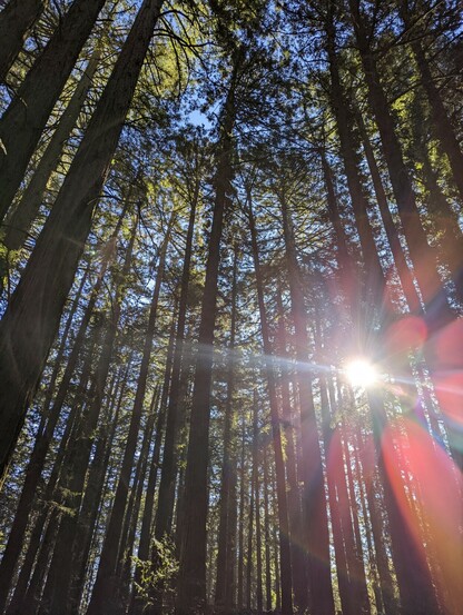 Redwoods in the East Bay.  Redwood Regional.