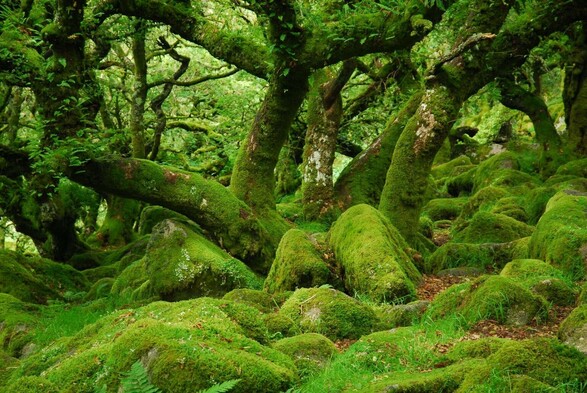 An oak tree and rocks covered in moss.