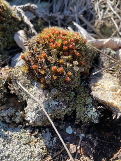 A small but dense out cropping of moss that is flowering and entwined with pixie cup lichen. air site stop a hunk of lichen covered rock on a bigger lichen covered rock. It is like a world unto itself, brave and strong.