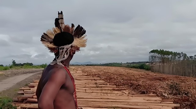 La expansión del monocultivo de eucalipto es un grave problema en Brasil. Un miembro del pueblo indígena Pataxó contempla el paisaje desolado en el que se encuentra una fila interminable de troncos de eucalipto y al fondo un resto de la plantación (Foto: © Povo Pataxó)