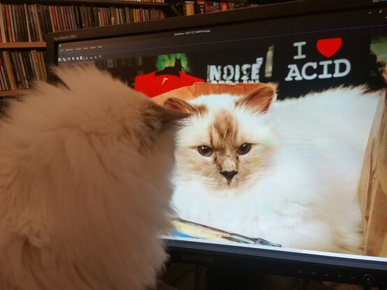 Holy Birman cat man Emil watching a picture of himself on the desktop monitor. 