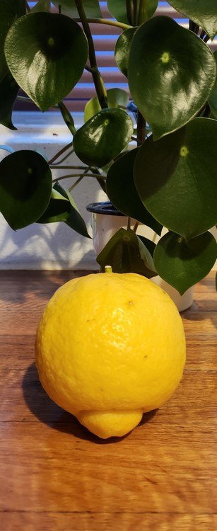 A cracking good lemon sitting on a wooden benchtop in front of a raindrop peperomia