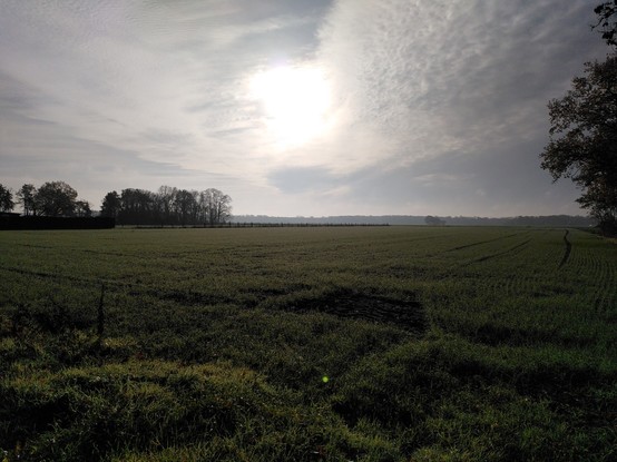 Weites mit Gras bewachsenes Feld mit Baumgruppe im Hintergrund und einer dunstigen Sonne am Himmel.