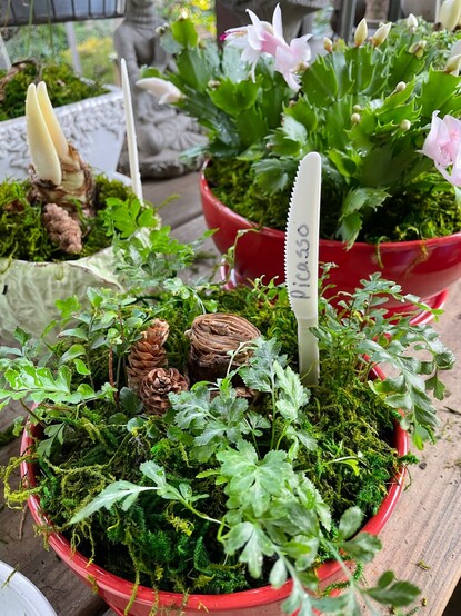 I've started adding moss and cones to my amaryllis pots. I use white plastic knives and write the name of the bulb on them to stick in the pots, so I can keep track of which bulbs are blooming. 