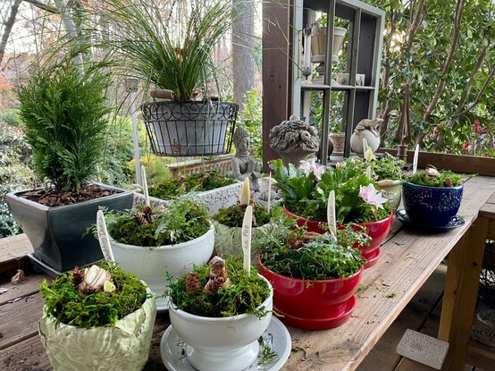 A collection of Amaryllis bulbs, ready to bring indoors for the season. More to follow!