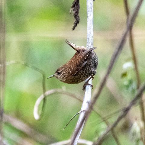 A winter wren is holding onto a dried stem, looking down and to the left, with its rump in the air. 