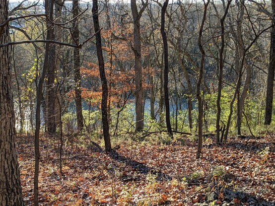 Looking down a hillside through many trees, mostly without leaves, but a few with green leaves and one with red, in the sun, with a bright blue river in distance