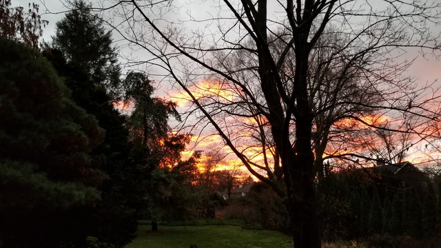 Orange light under clouds behind trees