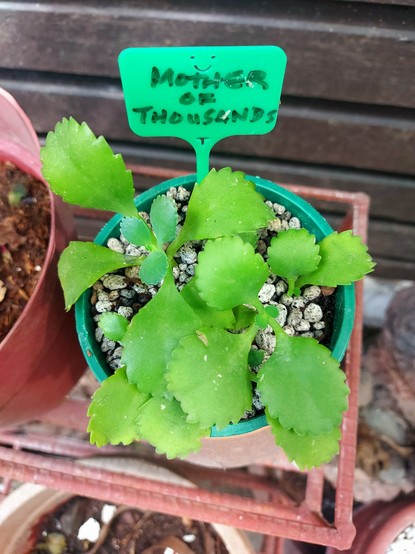 A small pont with succulent leaves, with baby leaves sprouting
A little green sign stuck on top labeled "Mother of Thousands"