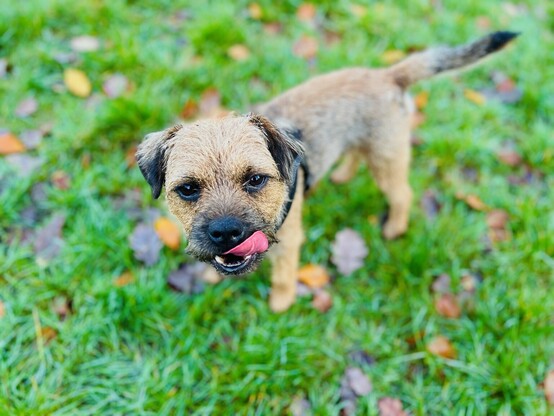 A border terrier sticking out his tongue standing up on grass with autumn leaves ￼