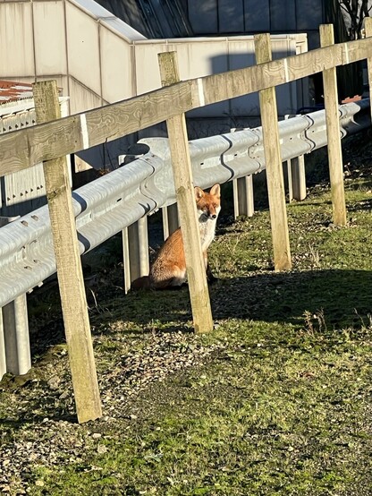 Adult fox peeking out from behind a wooden fence post.