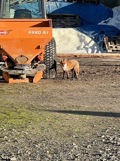 Adult fox standing by the tyre of a small tractor. In the background are building supplies.