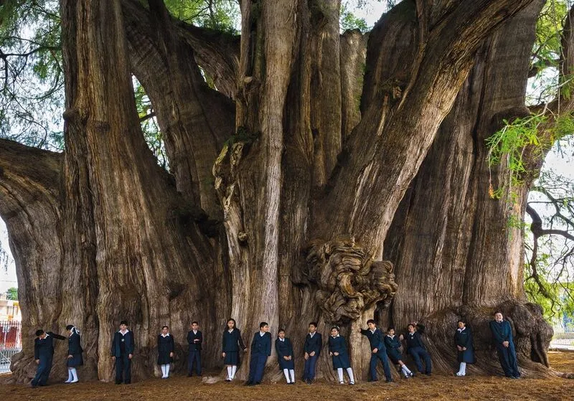 It's a tree with a trunk so massive it can be surrounded by 30 people holding hands. El Tule, Oaxaca, Mexico.