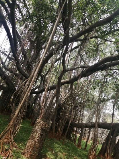 The many aerial roots and branches of a big Banyan tree spreading across a small park.
Image shows a green grassy lawn and to the left corner a massive tree trunk shooting out branches in every direction.