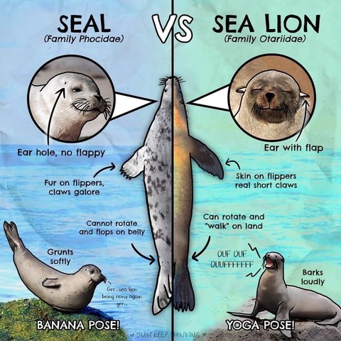 An illustrated chart showing the differences between a seal and a sea lion.