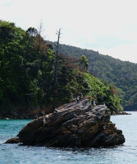 New Zealand nature photo king shags on rocks