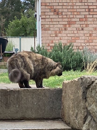 Tortoiseshell floof ascends 4 stone steps leading to the lawn where she turns and sniffs the grass. 