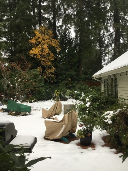 A backyard deck with 3 inches of snow and outdoor chairs. Then a bit of snowy lawn. Then trees, including a yellow tree among evergreens.