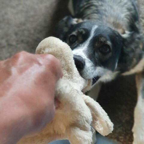 The photo shows a playing dog 