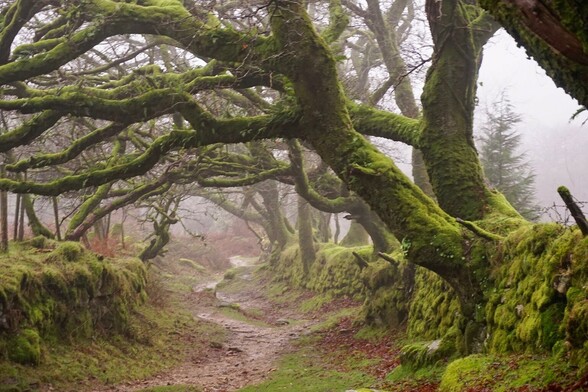 Green mossy oaks arch over a Misty wintry path.