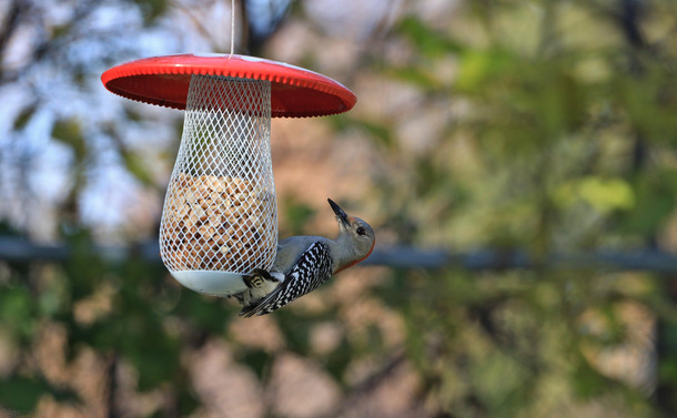 Red-Bellied Woodpecker hanging on a mushroom shaped peanut feeder.