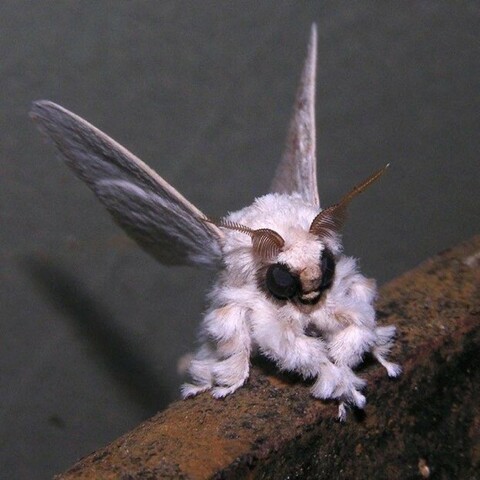 The fluffy Venezuelan poodle moth discovered and photographed in 2009 by Dr. Arthur Anker.