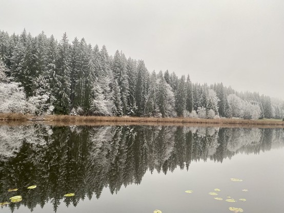 See mit Spiegelung verschneiter Fichten und Schilf.