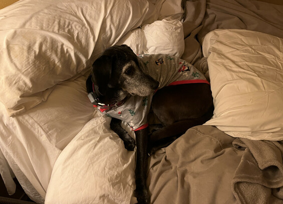 Medium-sized black dog sitting on a bed wearing holiday pajamas. 