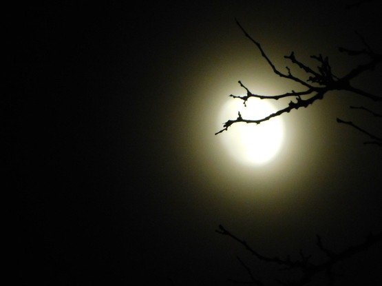 Bare branches silhouetted against the waxing gibbous Moon on December 4, 2022.